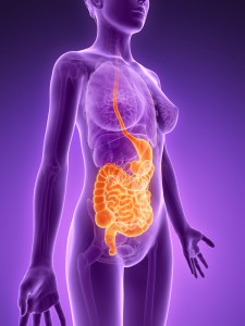 3d rendered illustration - digestive system